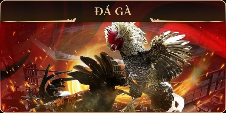 Hướng Dẫn Cách Chơi Đá Gà GA28 Tại Hi88 Chi Tiết