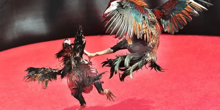 Hướng Dẫn Cách Chơi Đá Gà Sabong Tại Hi88 Chi Tiết Nhất