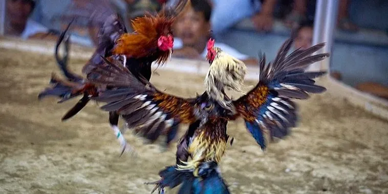 Hướng Dẫn Cách Chơi Đá Gà Sabong Tại Hi88 Chi Tiết Nhất